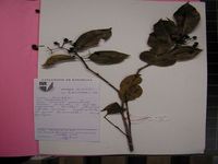 Herbarium sample